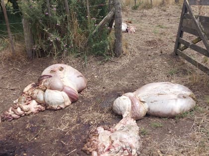 Los delincuentes dejan tiradas todas las visceras en los campos