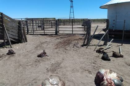 Los delincuentes se manejaban en al menos 3 vehículos tipo pick up