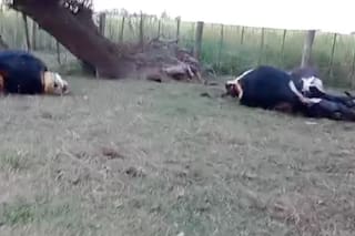 Buscan crear un mapa del abigeato en la provincia de Buenos Aires