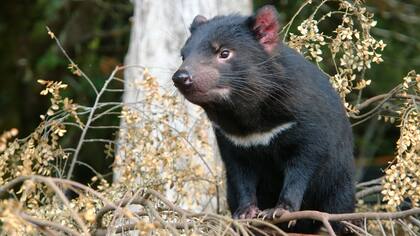 Los demonios de Tasmania evolucionan a la velocidad de la luz y están por ganarle al cáncer
