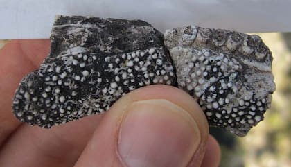 Los dentículos en la parte interna de la mandíbula le habrían permitido a Tanyka triturar alimentos duros