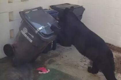 Los depósitos de basura de las casas suelen atraer a los osos que habitan en algunas regiones de Florida