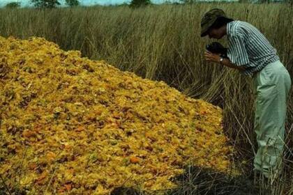 Los desechos de naranja se descompusieron gracias al trabajo de las larvas de moscas, los hongos y los microbios