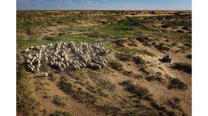 Mengkebuyin reúne a sus ovejas con un cuatriciclo en el desierto afuera de la ciudad de Kebonamuge