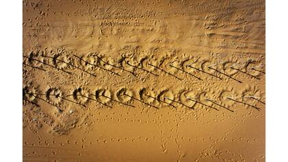 Guo Kaimin plantó hileras de árboles, ahora estériles, para combatir la arena en el desierto de Tengger