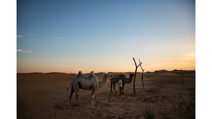 Camellos atados en un área turística en el borde del desierto de Tengger