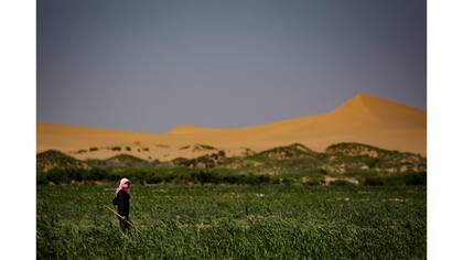 Un agricultor trabaja en el borde del desierto de Tengger