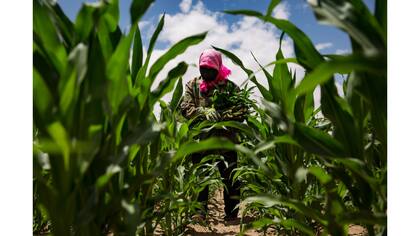 Huang Chunmei, recoge maíz en su jardín en Tonggunao''er