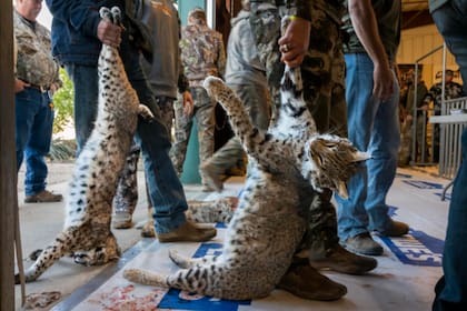 "Los desprotegidos", de Karine Aigner profundiza en los incentivos a la caza de especies animales en Estados Unidos