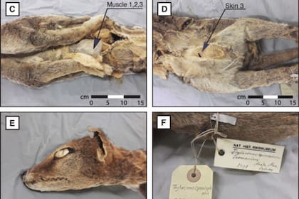Los detalles de las distintas partes que se analizaron del último espécimen del tigre de Tasmania