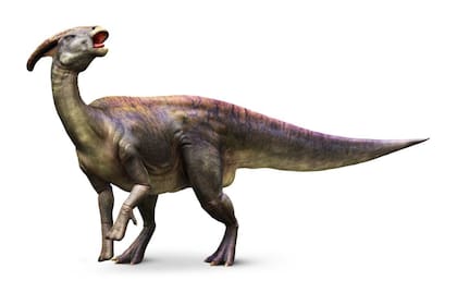 Los detalles del espécimen muestran que la cresta se forma de manera muy similar a las crestas de otros dinosaurios con pico de pato relacionados