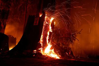 Un árbol en llamas en Boulder Creek, California