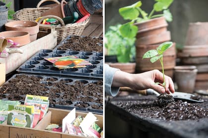 Los días de luna descendente son aptos para tareas de trasplante