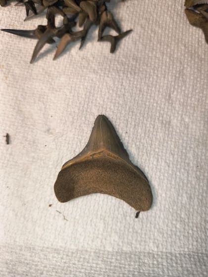 Los dientes de tiburón son de los hallazgos más comunes de restos fósiles en Florida