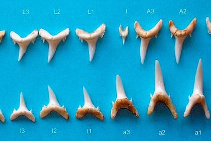 Los dientes del tiburón escalandrún, habitante de las profundidades del mar argentino