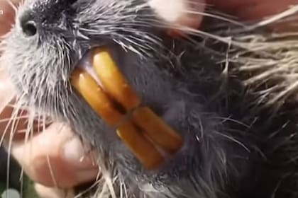 Los dientes naranjas de la nutria pueden provocar temor, pero este animal es capaz de dañar al ser humano de manera indirecta, degradando el agua o transmitiendo patógenos o parásitos