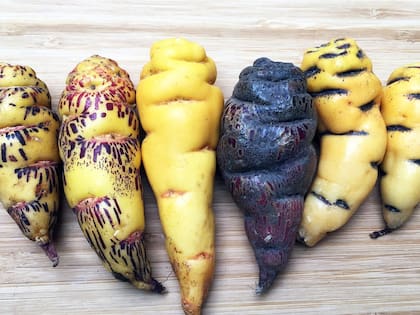 Los diferentes tipos de mashua