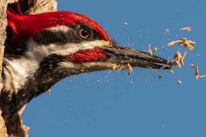 Los dinosaurios aviares, que evolucionaron hasta convertirse en aves, sobrevivieron al devastador impacto de un asteroide que causó estragos en la Tierra hace 66 millones de años