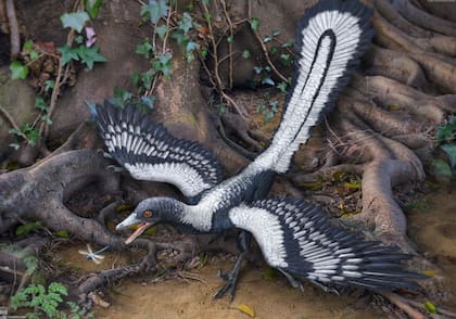 Los dinosaurios empezaron a tener plumas hace millones de años (Foto: X)