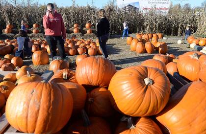 Compradores eligen calabazas en una granja de Wilanow, cerca de Varsovia en Polonia