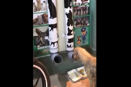 Los dispensers fueron pintados y decorados por los policías