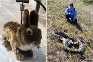 Así son los conejos robot de Florida, creados para combatir la superpoblación invasora de serpientes