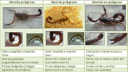 Los distintos tipos de alacranes