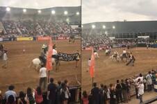 Un grupo de activistas irrumpió en un festival de caballos y fue echado a empujones