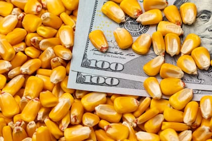 Los dólares financieros dependen de las liquidaciones de los agroexportadores 