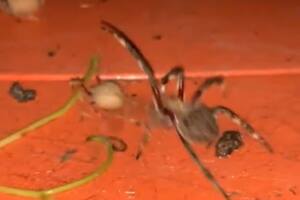 El tétrico video de la lucha a muerte entre dos arañas gigantes que sacude a TikTok