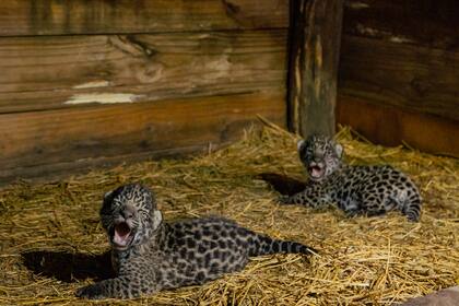 Los dos cachorros de yaguareté nacidos en El Impenetrable