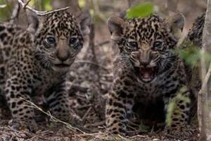 La yaguareté Mbarete volvió a Corrientes con sus cachorros para ser liberados en el Iberá