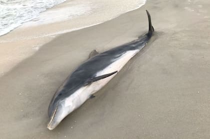 Los dos cetáceos aparecieron en diferentes puntos de la península de Florida