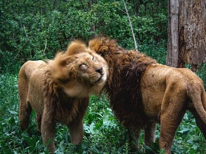 Los dos leones que serán trasladados desde Luján a Arizona 