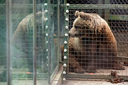 Los dos osos pardos serán los primeros animales relocalizados en un santuario