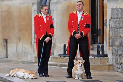Los dos perros de la reina Isabel II durante su entierro