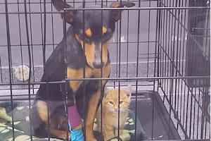 Un gato escapó de su jaula para acompañar a un perro asustado en una veterinaria y conmovió a todos