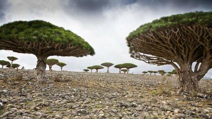 Los dragos o "árboles de la sangre de dragón", especie típica de Socotra