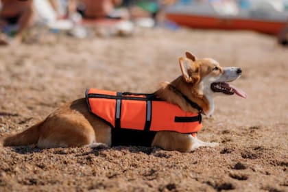 Los dueños deben prestar atención a las altas temperaturas del verano y a la seguridad de los perros en ciertas actividades