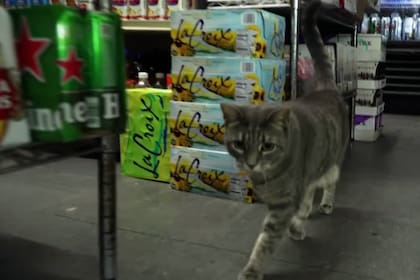 Los dueños destacan que los gatos cumplen una función y forman parte del paisaje urbano