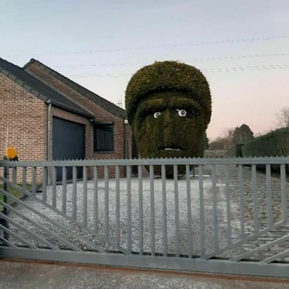 Los dueños podaron un arbusto para que parezca la cara de un hombre