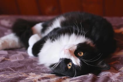 Los dueños pueden sentirse más relajados al compartir con sus mascotas