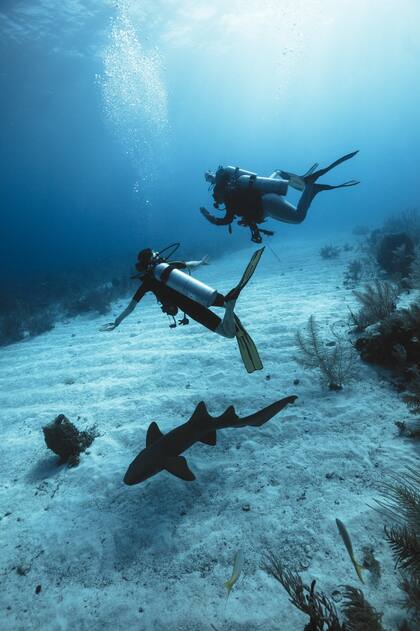 Los duques se animaron a bucear en un mar repleto de tiburones