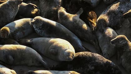 Los ecosistemas del mar Báltico se ven amenazados por riesgos ambientales y geopolíticos.