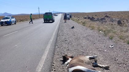 Los efectivos encontraron al animal sin vida a un costado de la calzada.