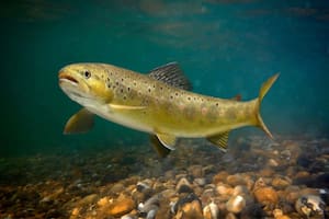 Advierten que los peces se volvieron adictos a las drogas en el agua