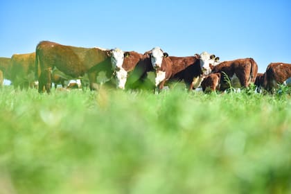 Los Eggs desarrollan un ciclo ganadero completo que se inicia con cría extensiva en campos de monte. Los terneros se recrían en Villa Elisa con un sistema principalmente pastoril, que combina praderas y verdeos de invierno