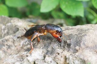 Cómo controlar a la principal plaga del césped que ataca subterráneamente