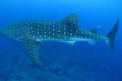 Los ejemplares de pez ballena no se encuentran con facilidad