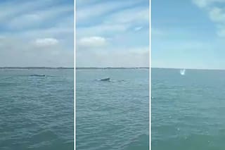 La presencia en el mar que sorprendió a los turistas en la Costa